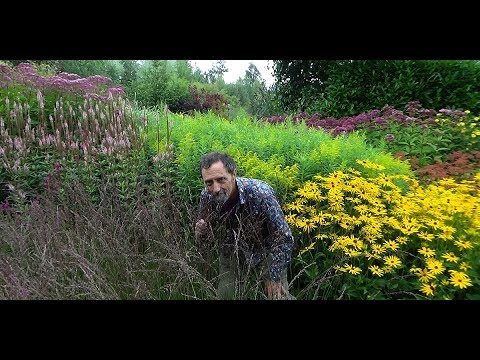 Video: Miscanthus 'Adagio' kopšana - uzziniet, kā audzēt Adagio Maiden Grass