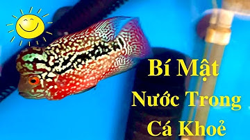 Bí Quyết Nước Trong Cá Khoẻ, Vi Sinh Cá La Hán | Đại Lâm Mộc