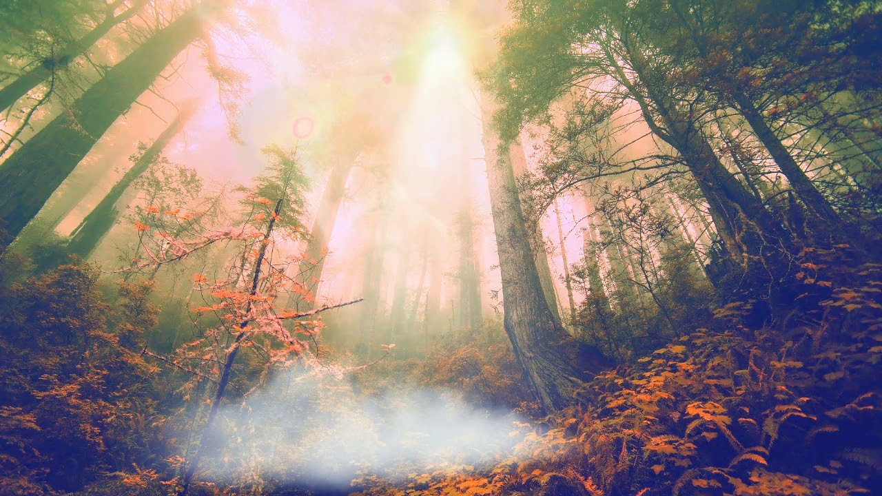 Morning Jungle Green Screen Free Backgrounds Motion Background HD 1080P