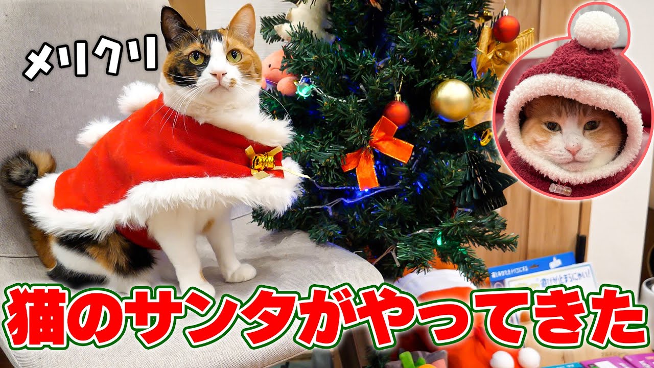 すーちゃんと猫サンタバック すーちゃんと猫サンタバック すーちゃんと猫サンタバック