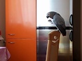 Наблатыканный попугай матершинник ругается жопка хочу какать Жако попугай матерится