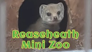 Reaseheath Mini Zoo | animal clips compilation | #vlog #compilation #tour #animals