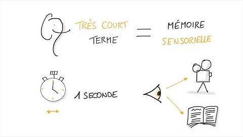 Neurosciences   Vos 3 Types de Mémoires