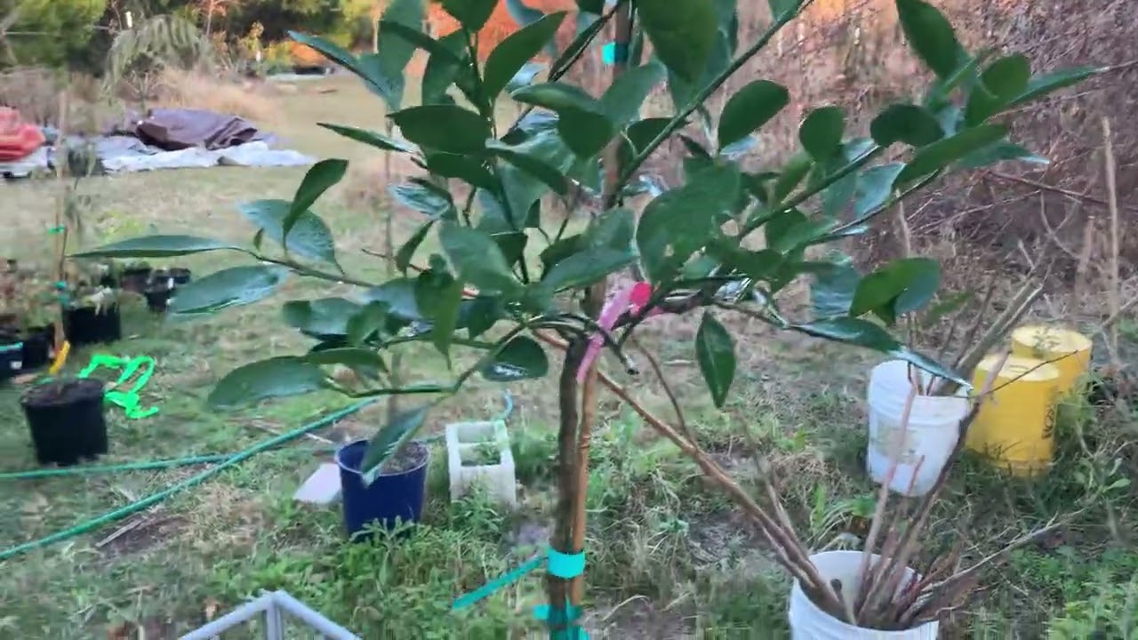 Cold tolerant citrus Owari Mandarin Satsuma YouTube