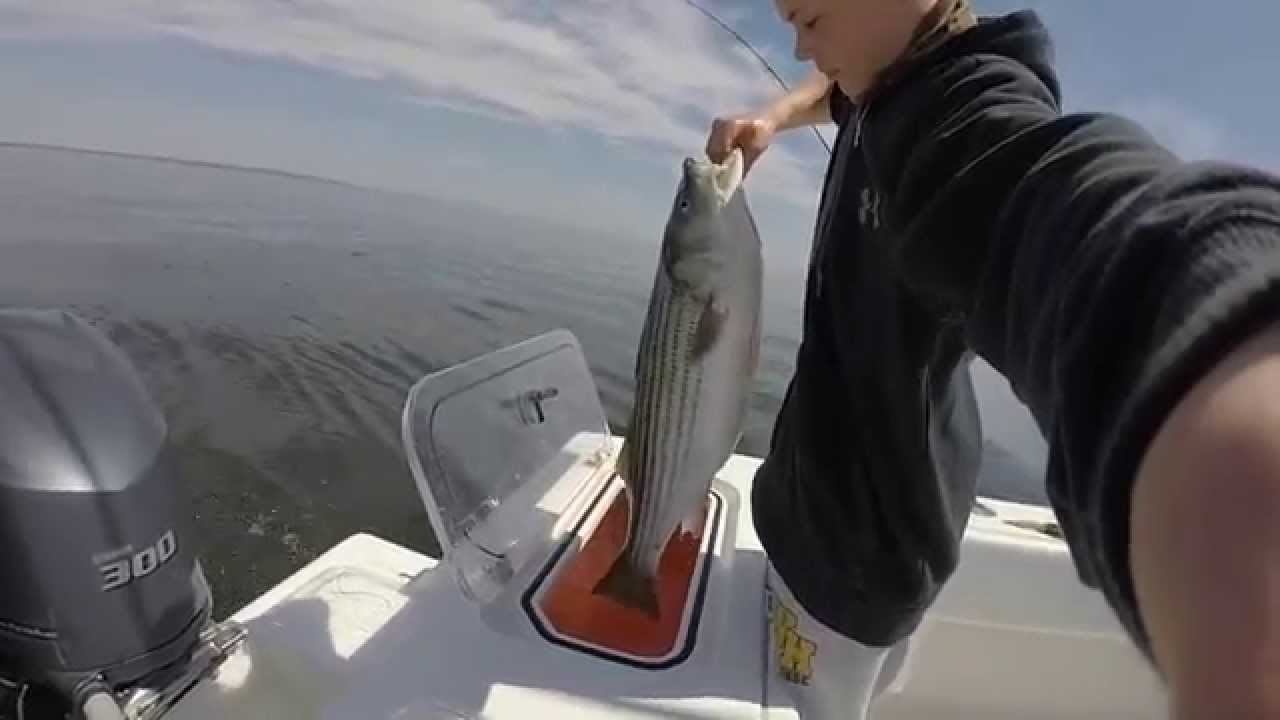 Striped Bass (Striper) Fishing NJ 2015 YouTube
