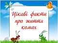 Цікаві факти про комах