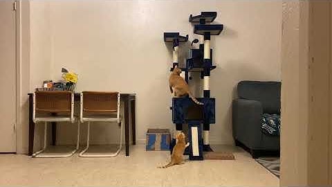 Use some catnip spay on the tree