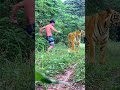 best meeting of the tiger legend #lionhunters #tiger #nature #wildlife #forest #monkey #preytrestv