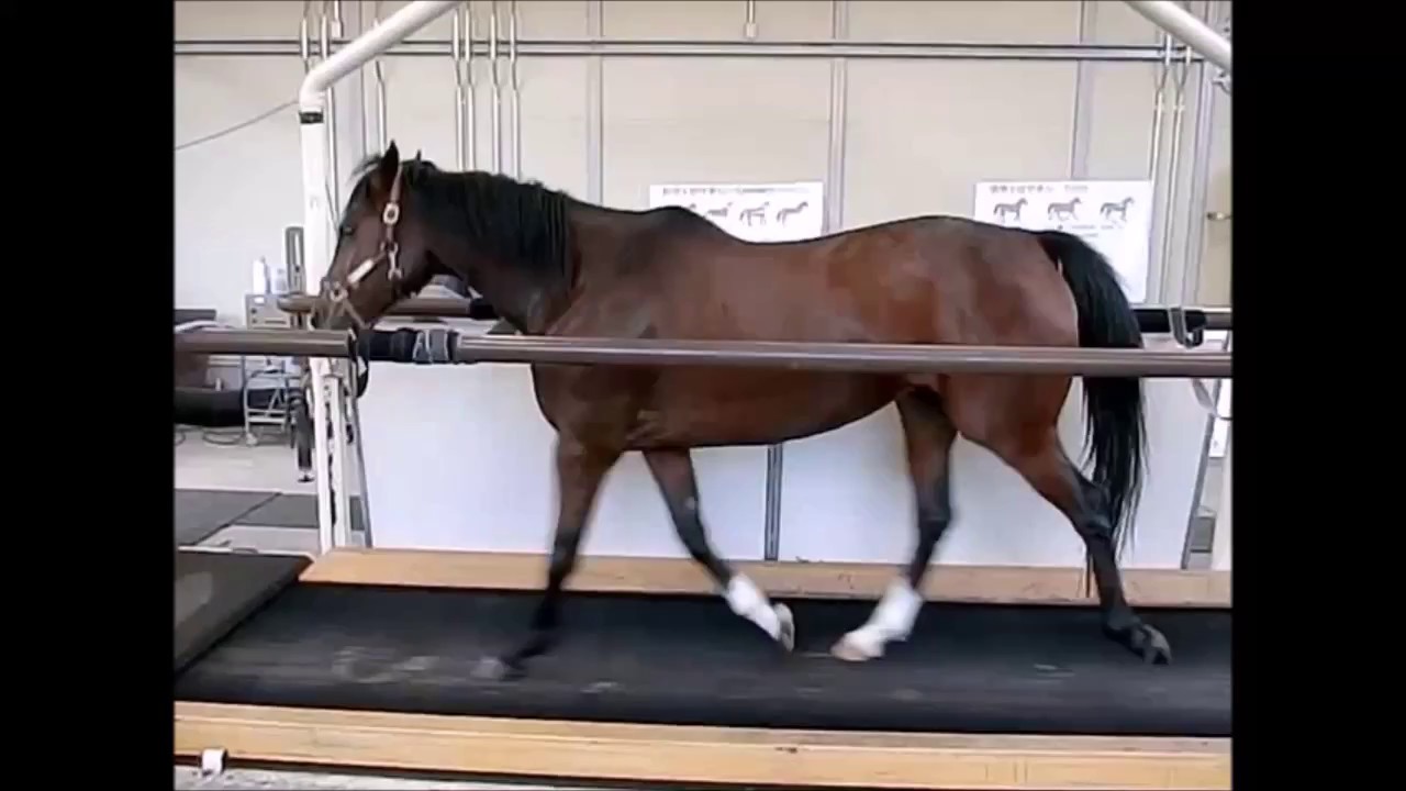 跛行 と は 馬