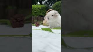 🐰 Hilarious Lop Eared Rabbit Taste Test Gone Wrong! Rabbit Pet Reacts To Big Feet With A Twist! 😂�