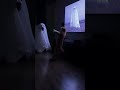The big reveal is… woof?! 👻➡️🐶 #funnyanimals #shorts #funnyshorts #petshorts #cat #dog