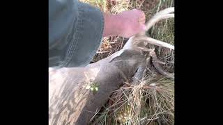 Tracking deer with bloodhounds.