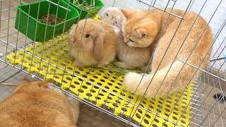 Kitten Loki and Gus very excited when meet little bunnies for the first time