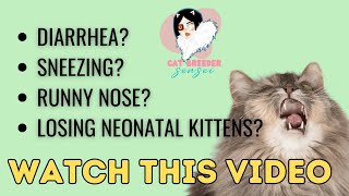 CAT BREEDERS! WATCH THIS If you have a cat that is Sneezing, Has Diarrhea, or You're losing kittens