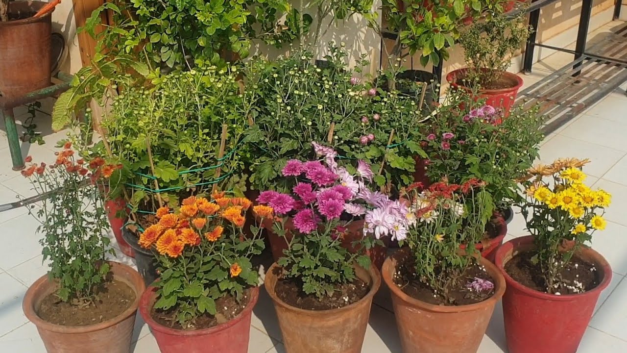 Best Fertilizer for Chrysanthemum at Budding Stage || How to Fertilize