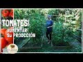 TOMATES, Aumentar su PRODUCCIÓN y TAMAÑO, Como lo hacemos? Prevenir enfermedades y plagas!