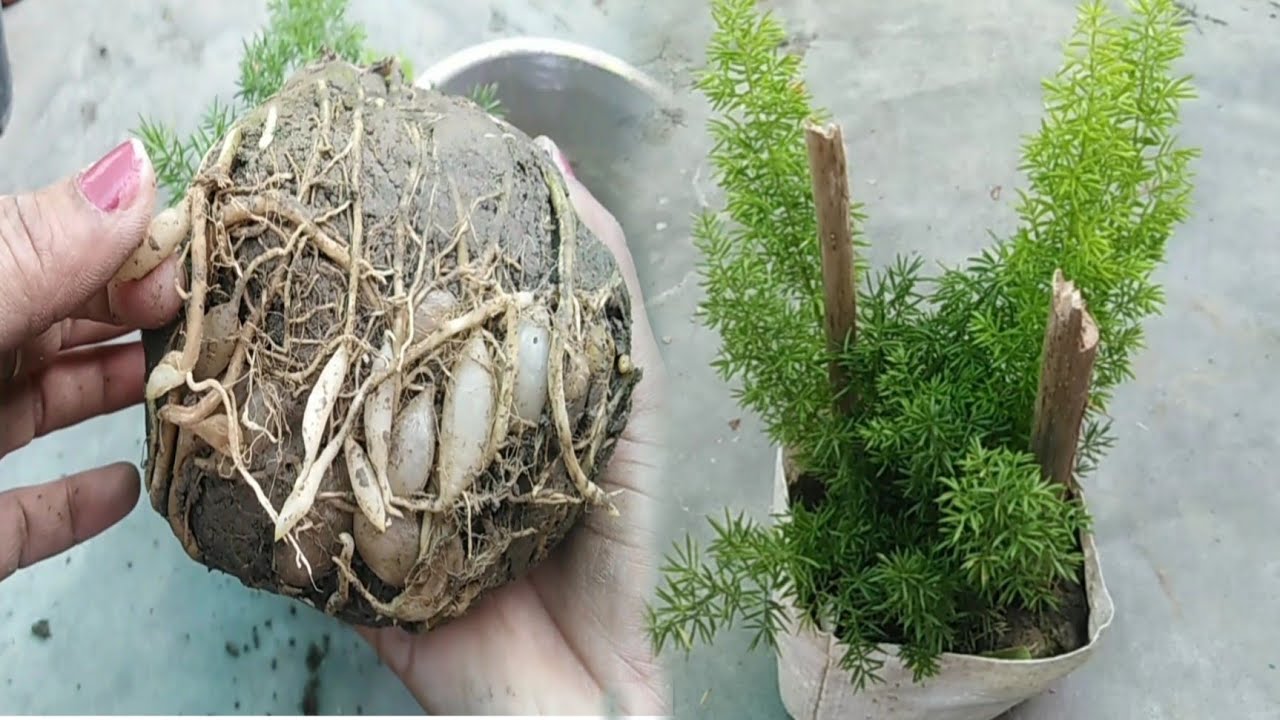 Asparagus Fern plant care (Hindi)How to grow & care Asparagus Fern