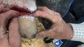 Crazy Video!!! Fighting to Save a Horse’s Life!  The Battle is Acute Laminitis & Founder!