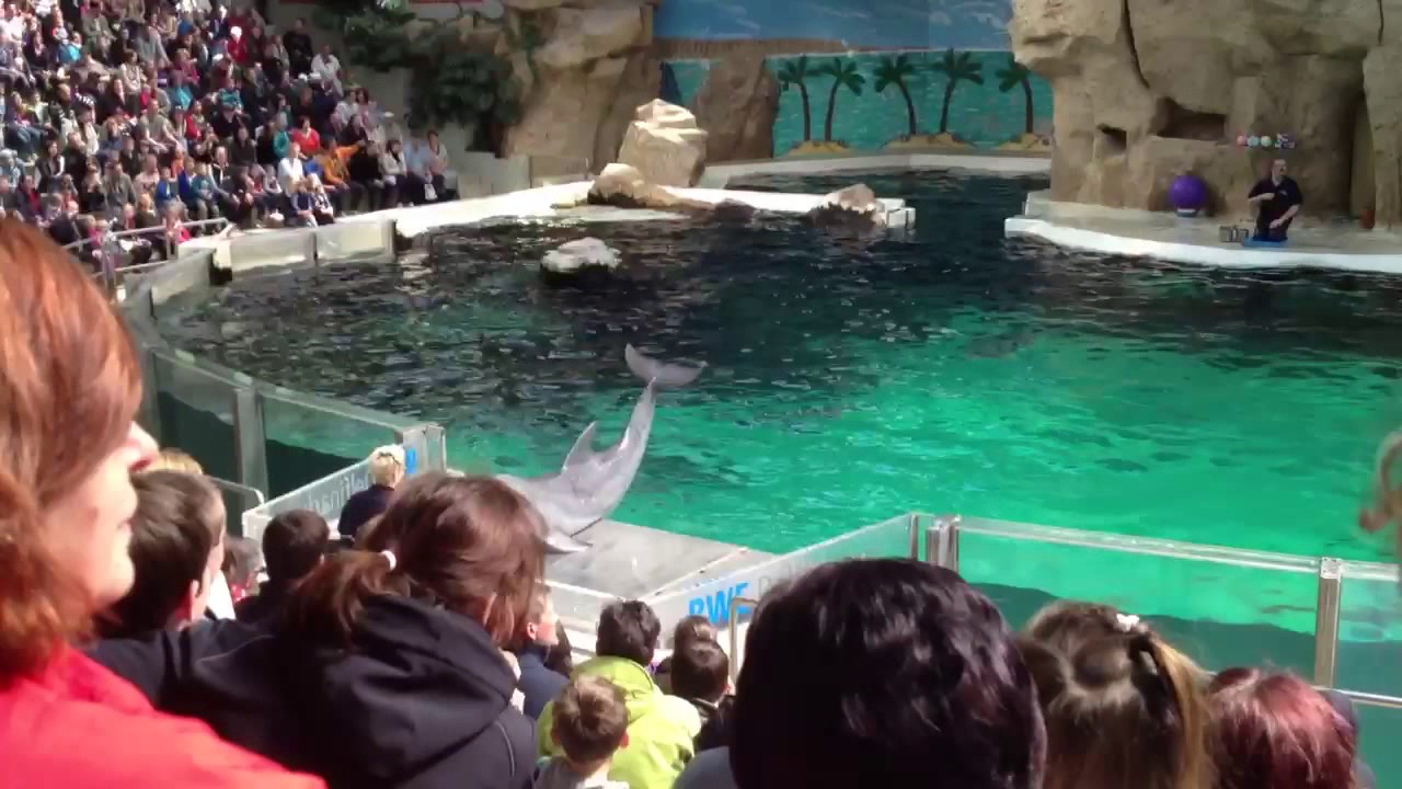 Delfinshow im Duisburger Zoo - YouTube