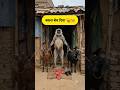 बकरा बेच दिया #funny #thetharpuns #shilpisaroja #comedy