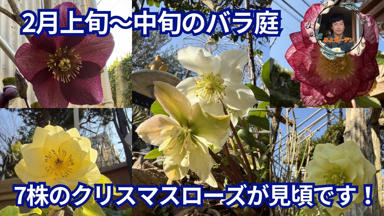 2月上旬〜中旬に見頃のクリスマスローズ7株！冬のバラ庭の主役が続々と