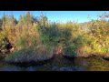 River Beavers, 3 months later Dam Is Bigger Update From Last Video