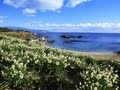 Daffodil Garden 静岡県下田市・爪木崎の水仙 伊豆観光 下田観光 花の名所 水仙の名所