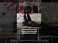 Oso descansa bajo puente en Monterrey