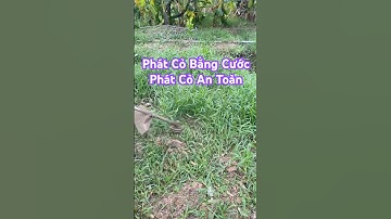 Phát Cỏ Bằng Cước - Máy Phát Cỏ Balo @AnhCắtCỏ #maycatco #máycắtcỏ  #anhcatco