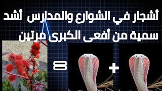 أشجار خطيرة في أحياءنا ومدارسنا وحداءقنا أشد سمية من سم أفعى الكوبرا خطر على اطفالنا وعلينا