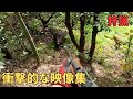 【凶暴猪VS猟犬】衝撃的な狩猟/有害鳥獣駆除シーンまとめ集