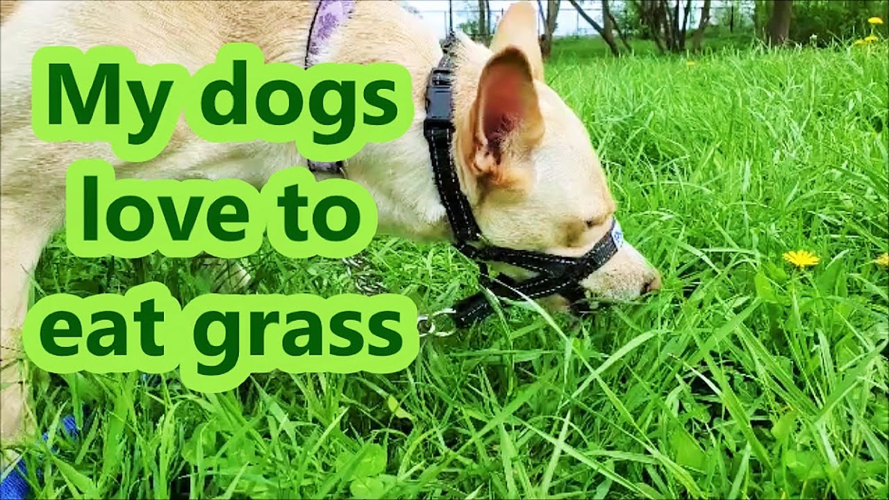 My dogs eating grass greens _ natural vitamins in a Summer for healthy dogs YouTube