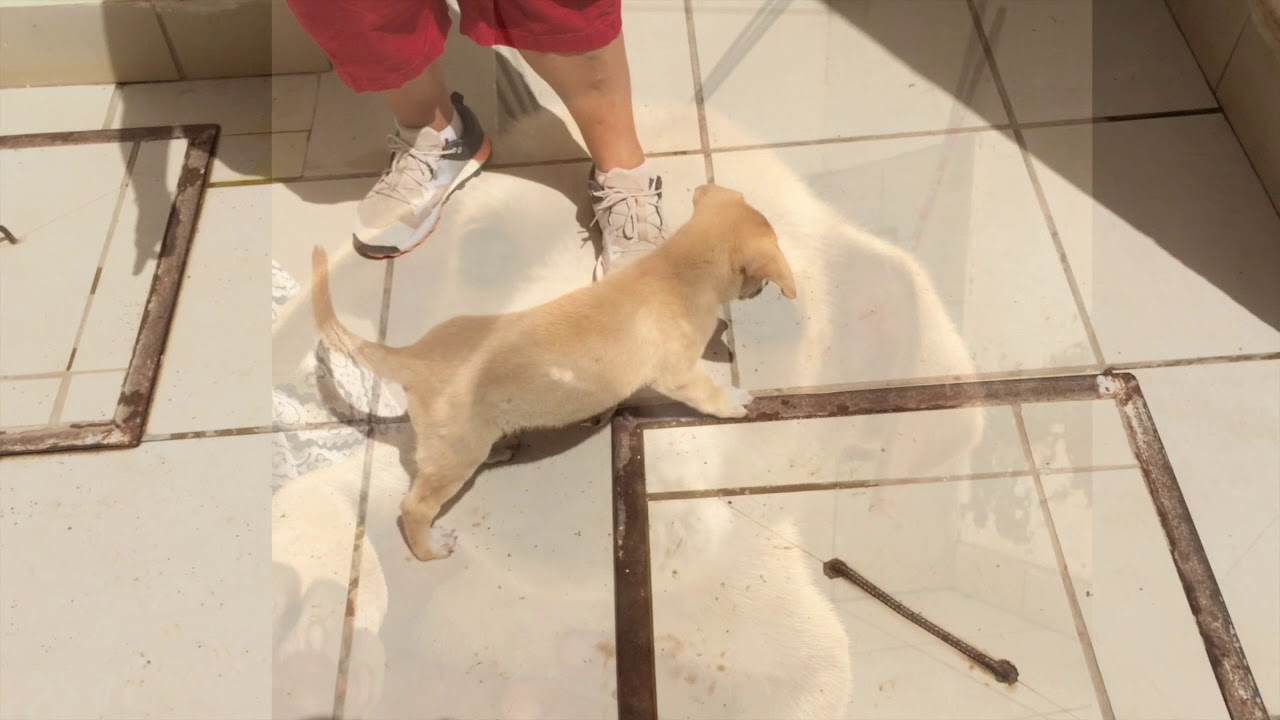 2 chiots Laobé croisés cherchent famille d'adoption, Dakar, Sénégal ...