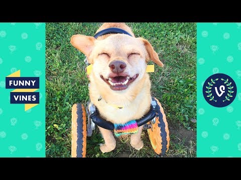 try-not-to-aww!-funny-and-cute-animals-videos-compilation-2018-|-funny-vine