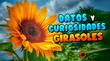 DATOS y CURIOSIDADES de los GIRASOLES que DEBES SABER
