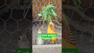 Popeye The Yellow Den Pheasant Loves His Greens
