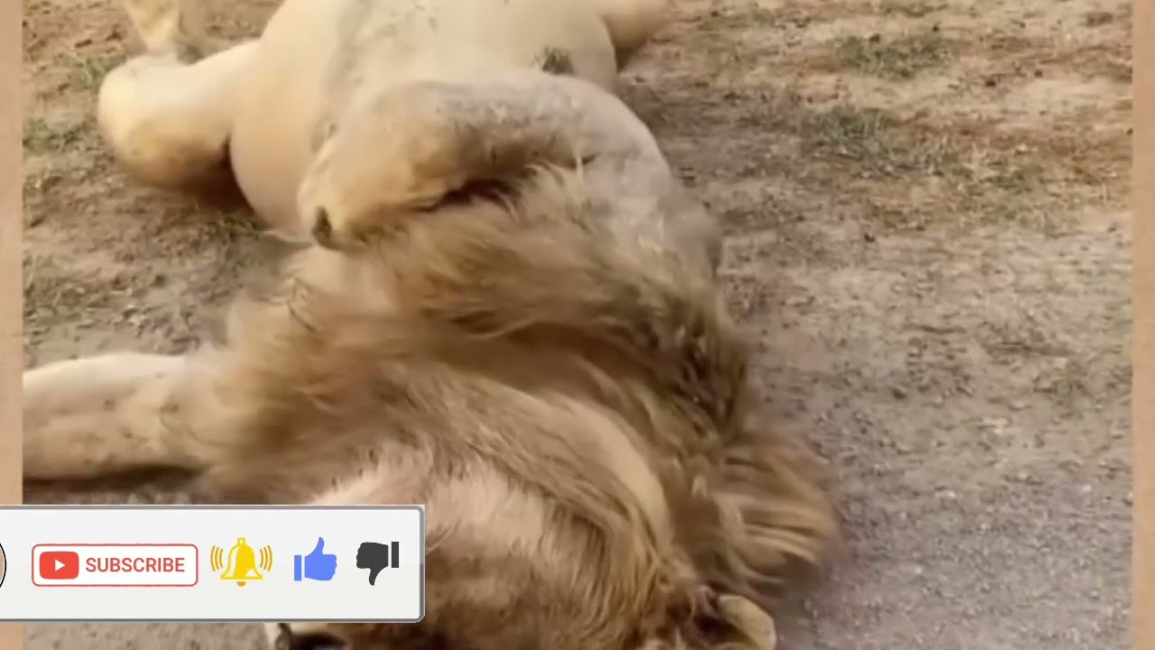 Heroic Alpha Baboon Saves His Group From a LeopardTrapped in Mud: How a KuduOutsmarted a Lioness