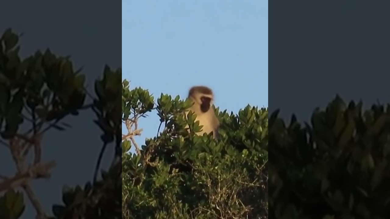 Silly Monkey in the Trees