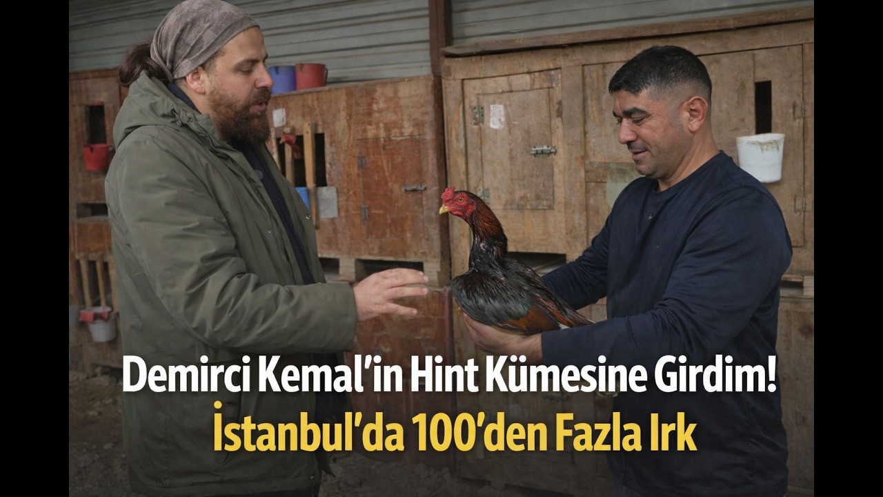 Demirci Kemal’in Hint Kümesine Girdim! İstanbul’da 100’den Fazla Irk #hinthorozu #hinthoroz #horoz