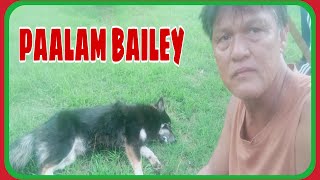 Paalam Bailey Daddies Angel