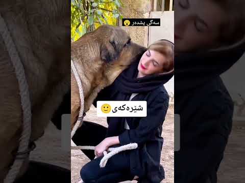 سەگی پشدەر