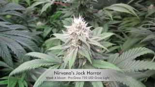 Pro-Grow 750 LED grow light review - Reboot Pt 5