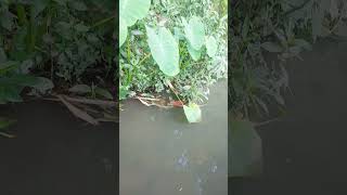 KURANG HARTA BUKAN AIB #motivation #quotes #katabijak #motivasihidup #motivasi #motivasidiri