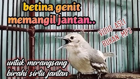 sirtu/cipoh betina gacor,birahi memangil jantan.
