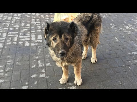 Abandoned cancer dog cried while being fed and the sad truth behind