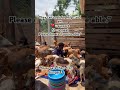 PayPal link in bio to make a donation towards buying dogs food 🥗🥙🍱🐶🐶🙏🙏🙏