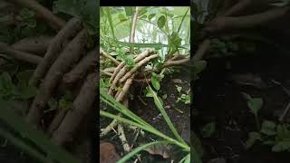 Sancang Meliuk #shorts