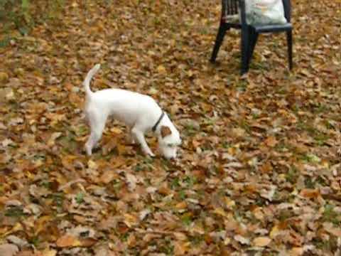 foxwarren jack russell for sale