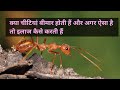 क्‍या चीटियां बीमार होती हैं और अगर ऐसा है तो इलाज कैसे करती हैं | Facts about Ants in Hindi