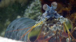 Watch This Male Mantis Shrimp Dance to Attract a Mate